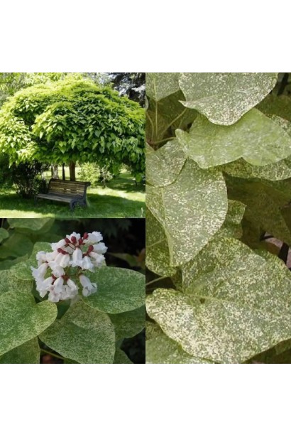 Катальпа чудова ’Пульверулента’ штамб